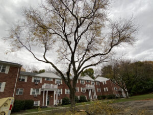 tree pruning