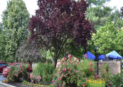 Landscapte Design and Installation