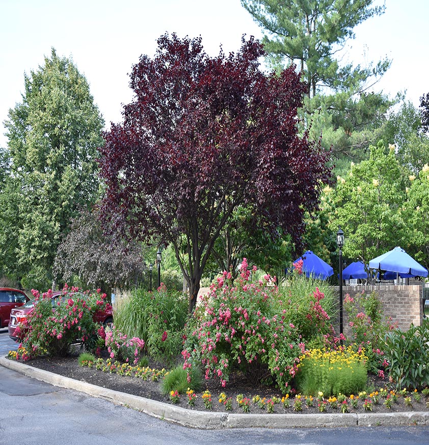 Landscapte Design and Installation